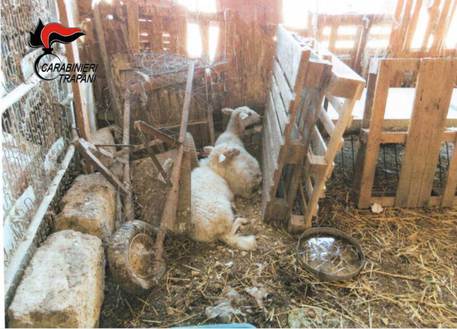 Animali maltrattati e senza cibo, denunciato 73enne  a Trapani