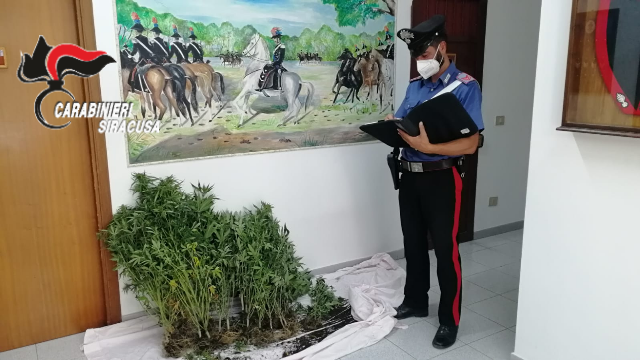 Sortino – Coltivava cannabis in casa: arrestato 49enne