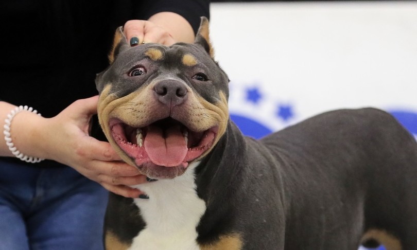 Morta anziana sbranata da cani nel modenese