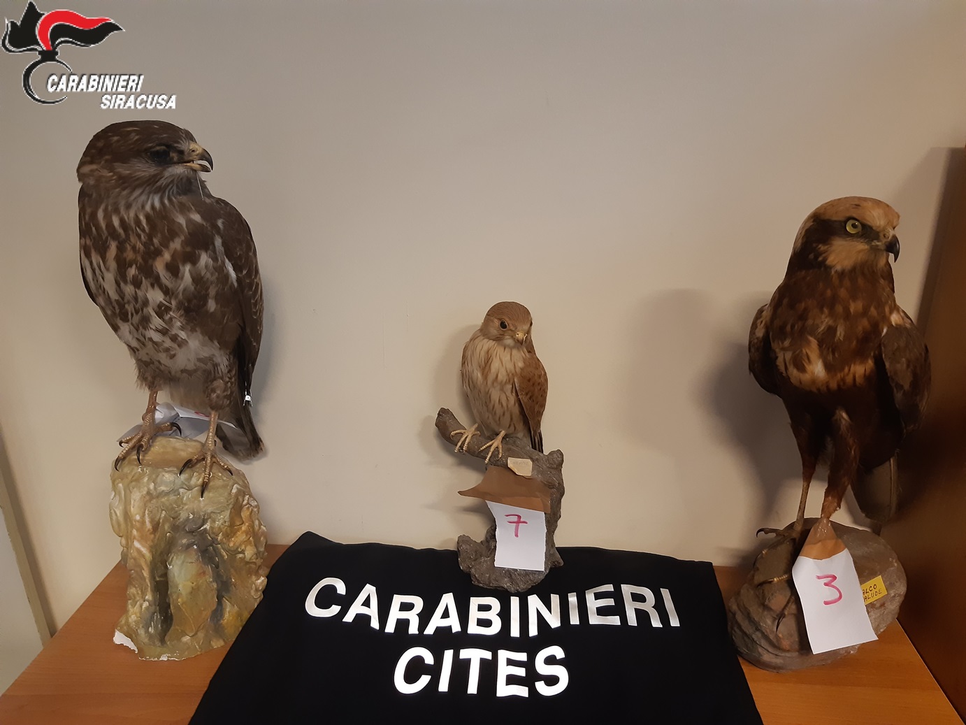 Siracusa, collezione di uccelli protetti imbalsamati: i carabinieri denunciano un uomo