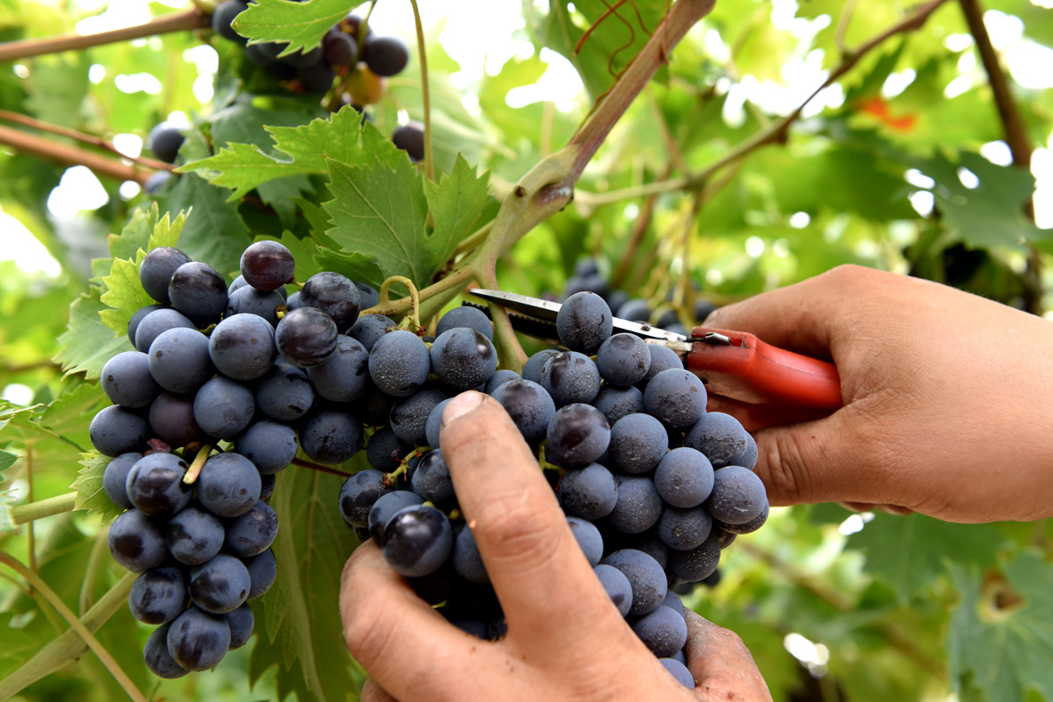 Tempo di vendemmia, dalla grande gelata primaverile  alla siccità estiva