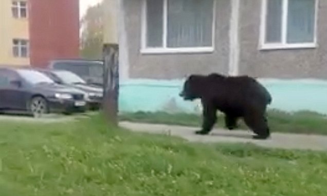 Notte di halloween indimenticabile: coppia scopre pericoloso orso in balcone nel Frusinate