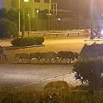 Cinghiali e peste suina, Auteri: “Serve una strategia per il territorio”