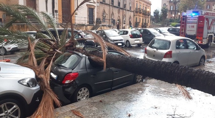 Sicilia – Maltempo : crolla palma davanti alla questura di Palermo