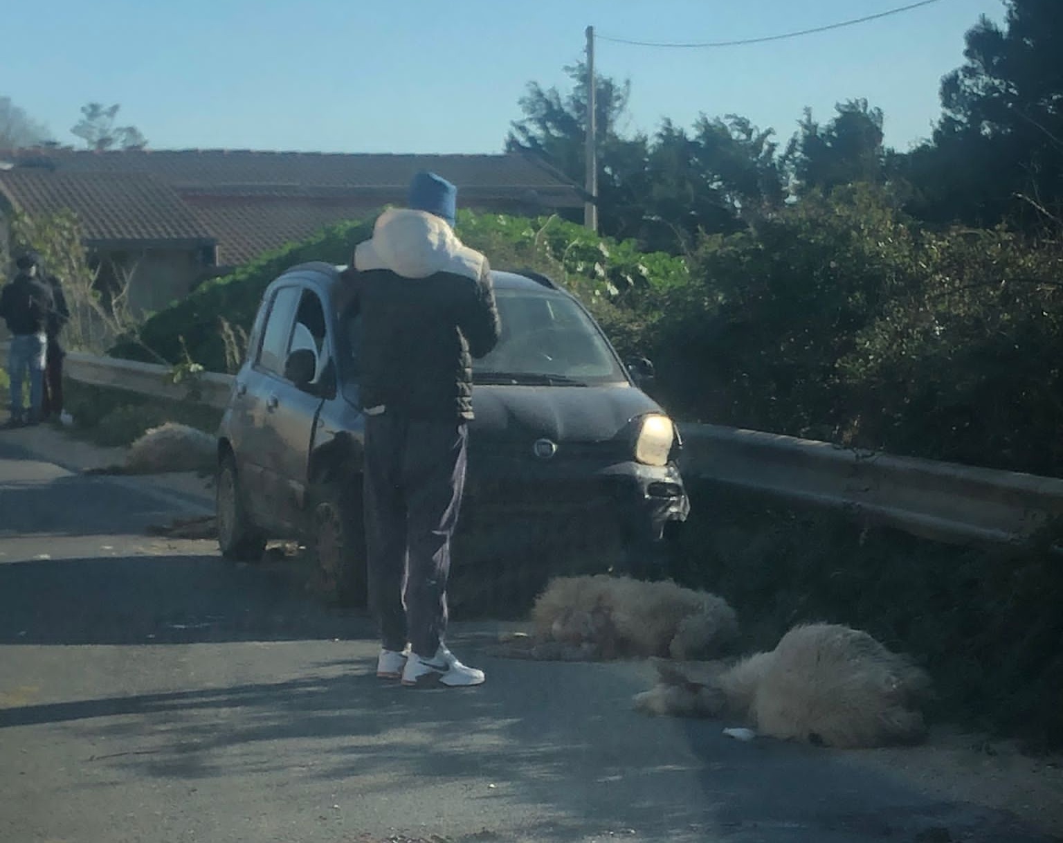 Scoglitti: strage di pecore sulla sp 31 a causa di un incidente