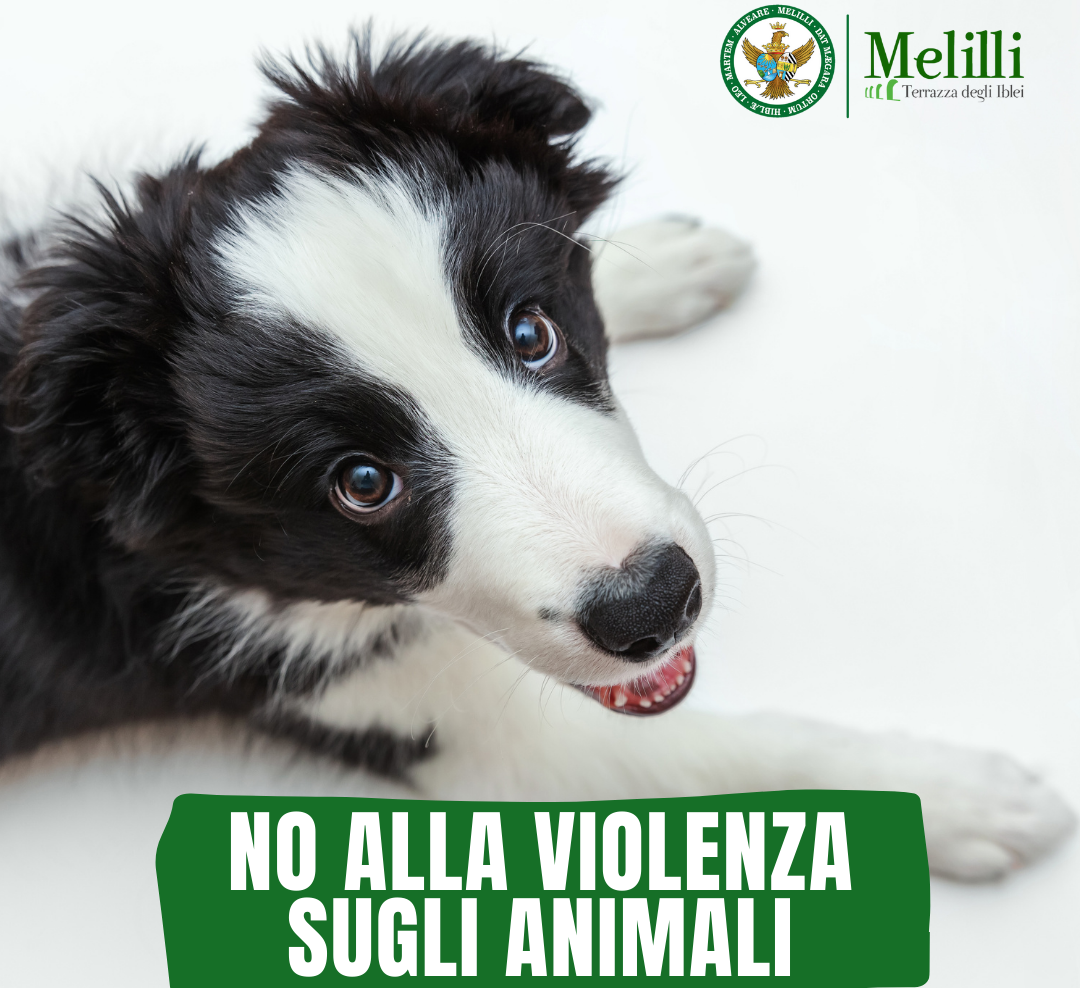 Melilli, Sindaco e Amministrazione comunale condannano le recenti azioni di violenza a danno degli animali