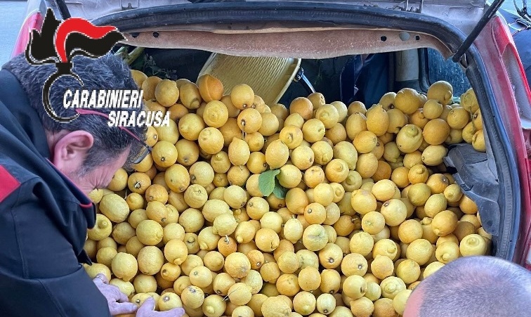 Noto: fermati su un’ auto con oltre 650 kg di limoni rubati – denunciati