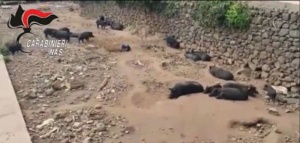 Nas sequestra allevamento abusivo suini neri nel Catanese