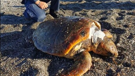 Caretta caretta 1,5 metri uccisa da elica di un’imbarcazione, trovata morta sulla spiaggia di Milazzo