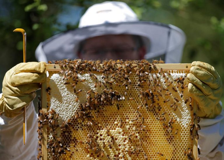 Agricoltura, Scilla: «In arrivo finanziamenti per gli apicoltori e il miele di Sicilia»
