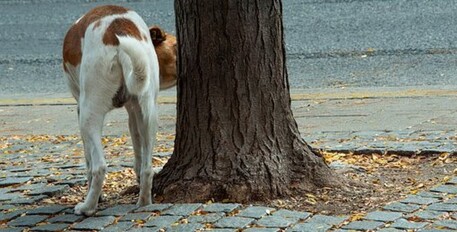 Sicilia: acqua per pulire pipì cani, approvato articolo ddl