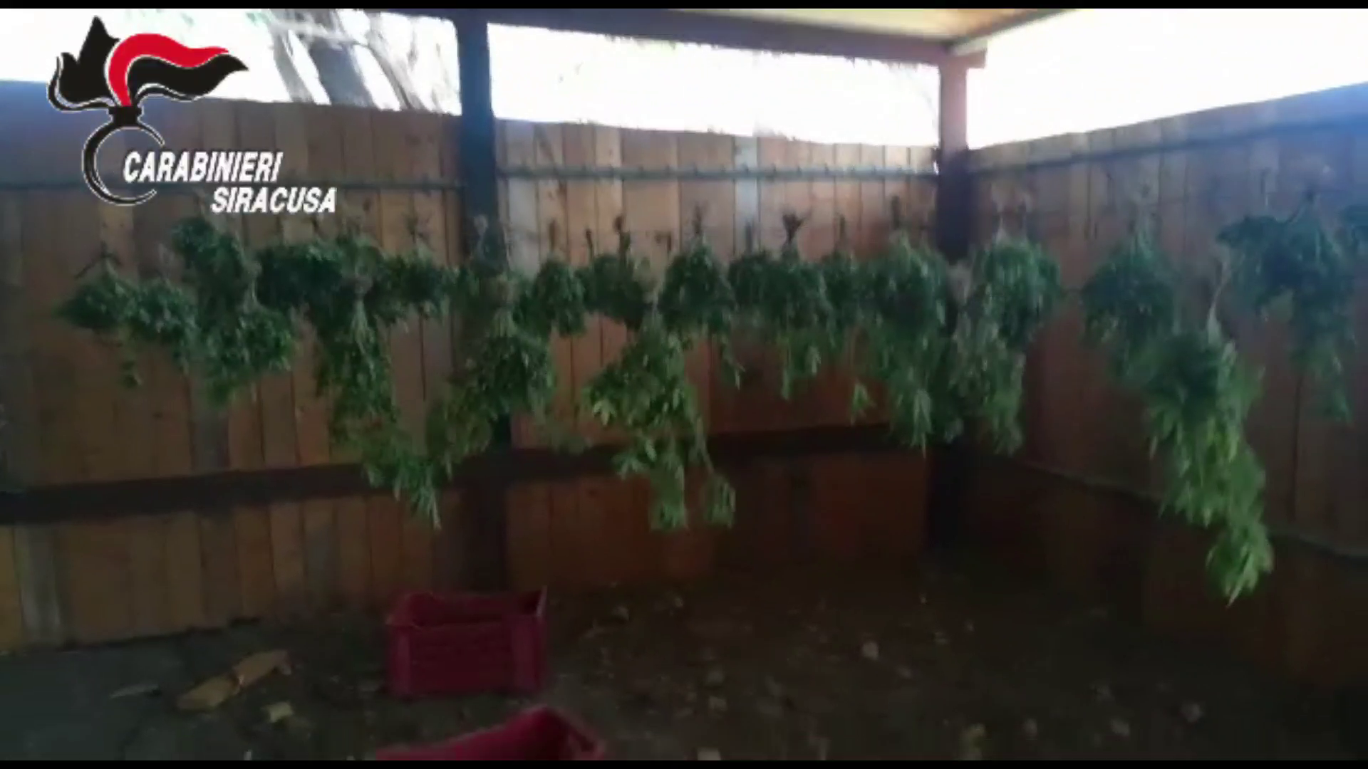 Priolo – Rivenute 731 piante di marijiama  e cocaina in un ovile: 58enne arrestato – Video