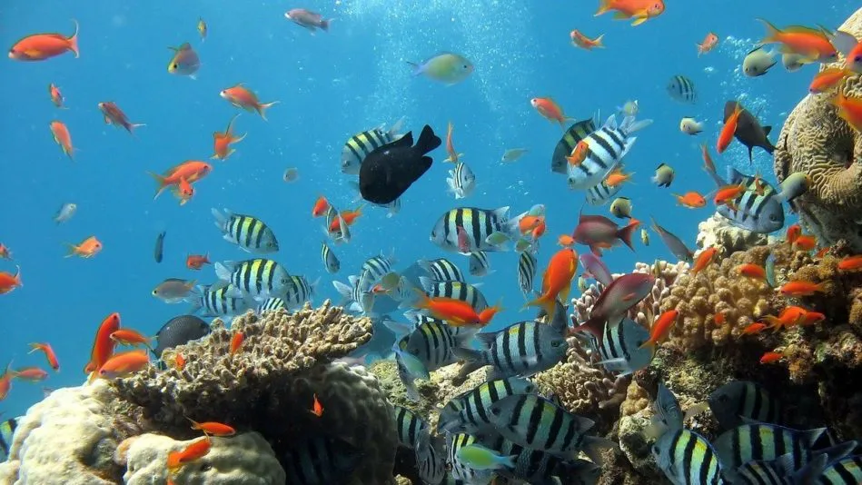 Il deep learning di Dell Technologies consente ai volontari di tutto il mondo di proteggere la Grande barriera corallina