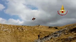 Carlentini -Salvato toro dagli  elisoccorritori dei vigili del fuoco - Video