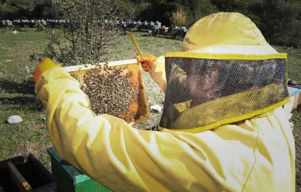 Contributi per 500 mila euro agli apicoltori siciliani
