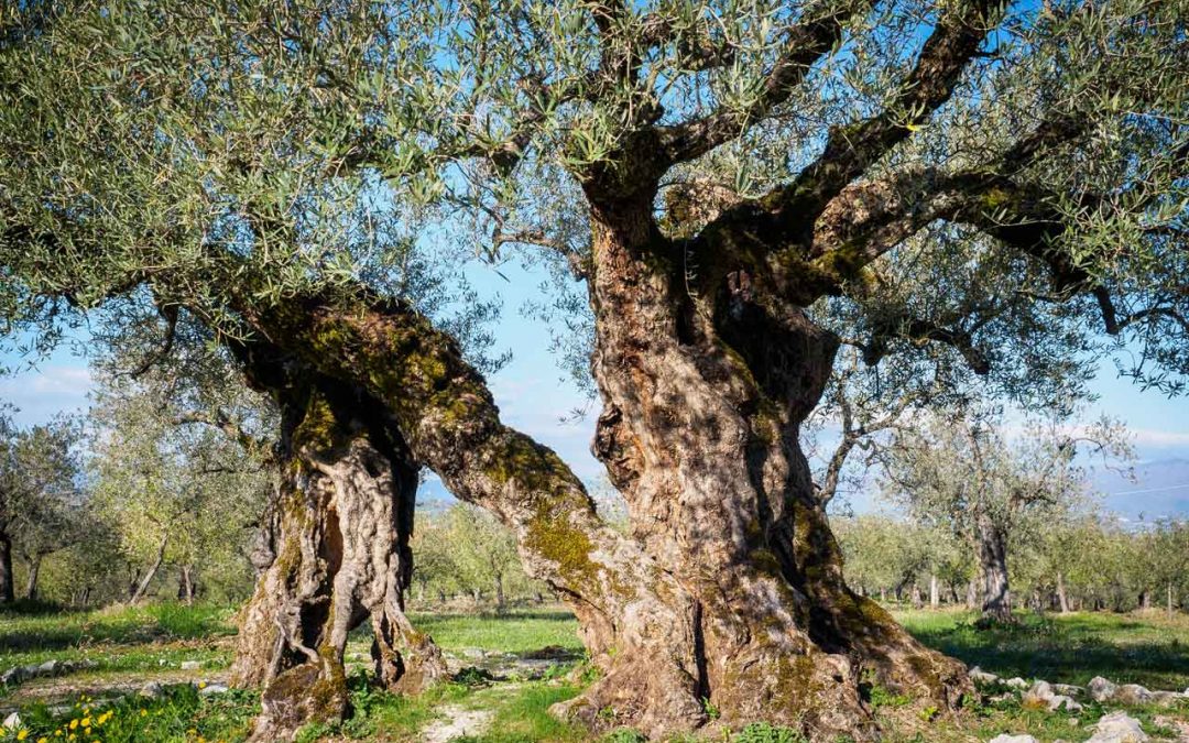 Il disegno di legge a salvaguardia delle Piante Monumentali a firma degli Onorevoli Abbate e Pace