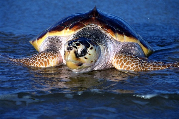 Siracusa – Salvata tartaruga Caretta caretta  dalla Guardia Costiera