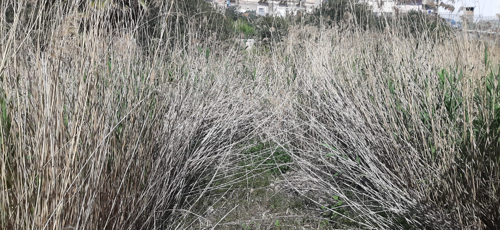 Vinciullo: ” L’Antico arsenale di Siracusa ridotto in una discarica” – Foto