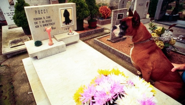 Auteri (Fdi): “Una norma che regolamenti istituzione e gestione dei cimiteri per gli animali d’affezione”