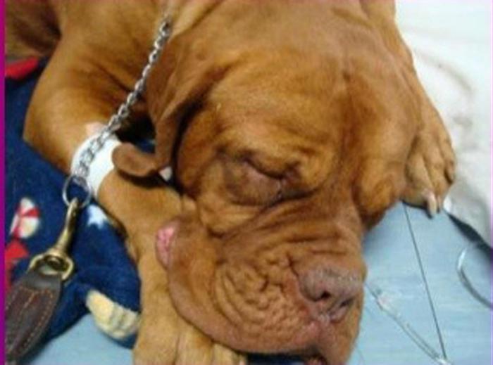 Palermo –  Non ha i soldi per pagare il veterinario, il cane muore – Due centri rifiutano le cure del costo di 1.500 euro