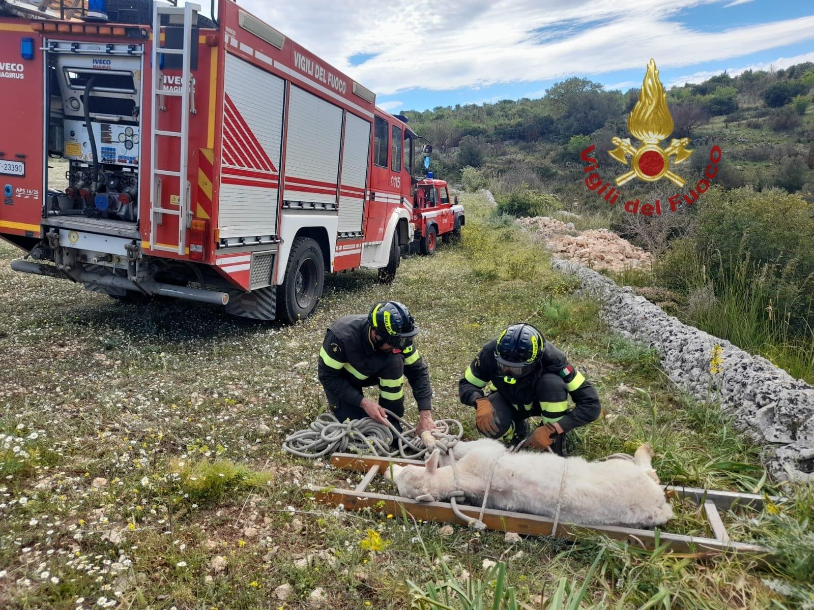 Palazzolo Acreide: i Vigili del fuoco recuperano vitellino caduto in un burrone