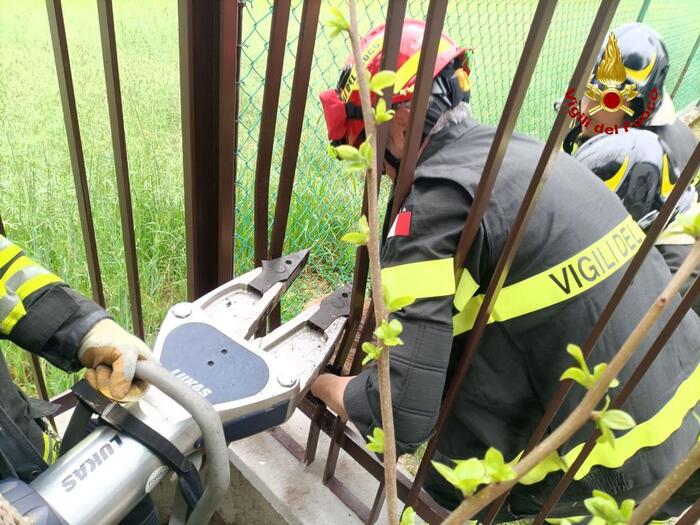 A Sasso Marconi, sulle colline del Bolognese – Capriolo incastrato tra inferriate,liberato dai Vigili del Fuoco