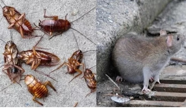 Priolo, topi, blatte e scarafaggi: i cittadini chiedono aiuto all’amministrazione