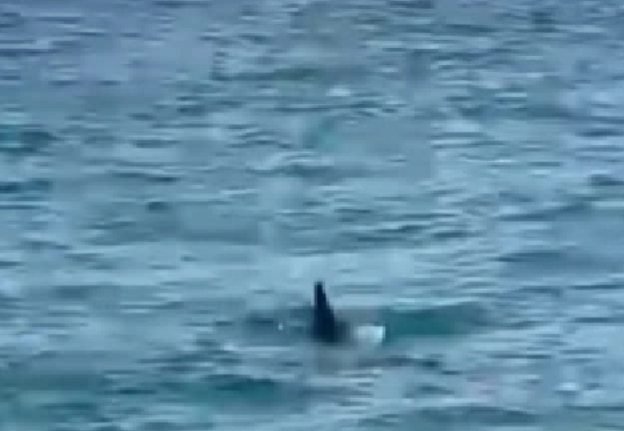 “Allarme squalo” in Sicilia, bagnanti impauriti abbandonano la spiaggia. Il Comune: “Nessun pericolo”