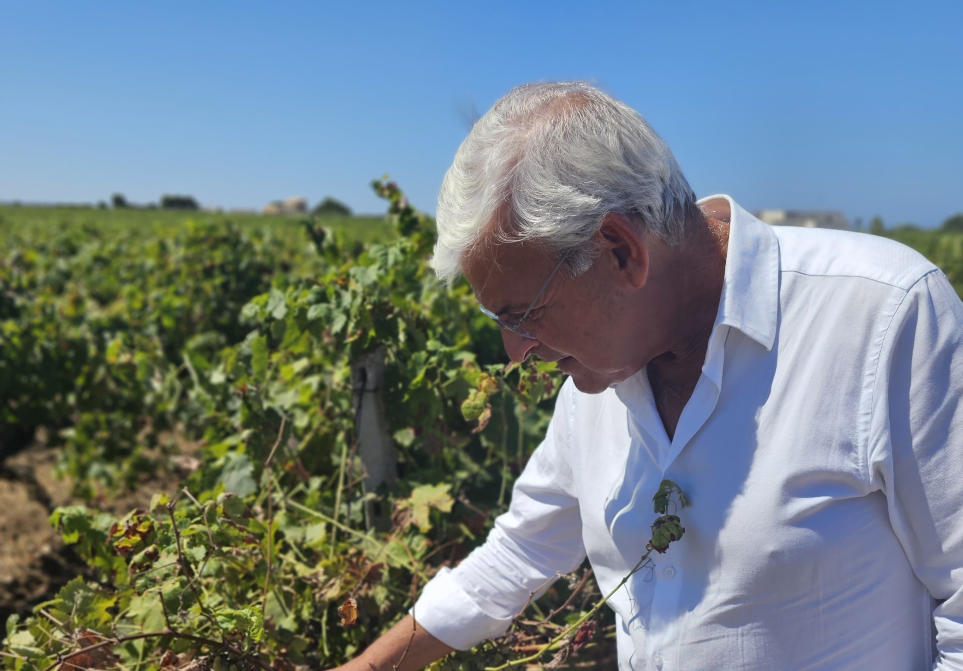 Agricoltura, UniCredit rinvia pagamenti in Sicilia. Pellegrino (FI): “Recepite aspettative imprenditori”
