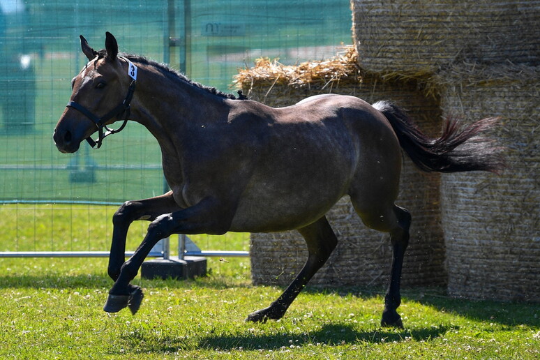 Bimbo 10 anni cade da cavallo a Cerami nell’Ennese, è grave