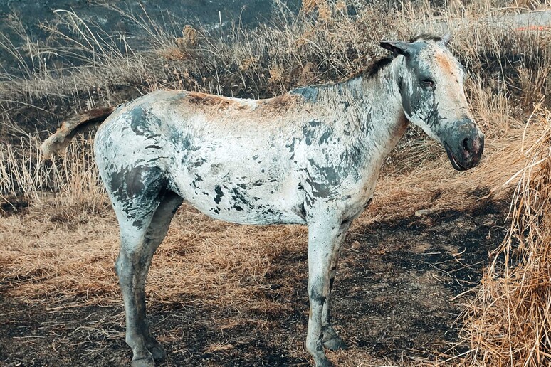 Cefalù – Morta puledra che padrona ha cercato di salvare dal rogo