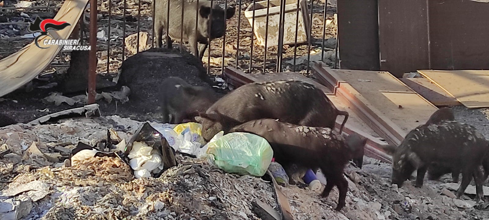 Siracusa –  Illecito smaltimento di rifiuti e detenzione di animali di specie protetta., denunciato 8 persone