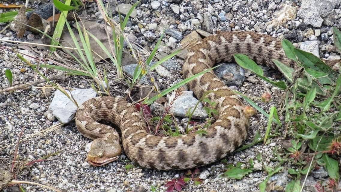 Morso da una vipera a Marineo nel palermitano, salvato dal 118