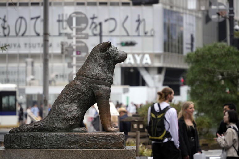 A Tokyo sfilano i cani Akita, 100 anni fa nasceva Hachiko, dove una statua ricorda il fedele cane giapponese