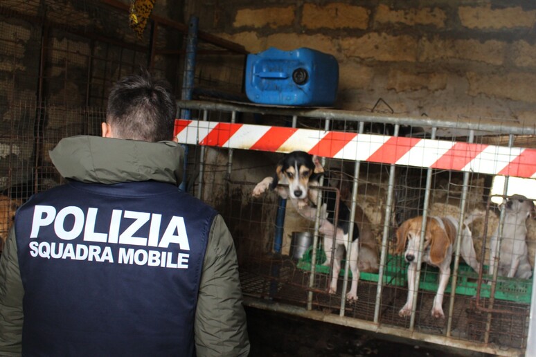 Dodici cani in ipotermia e malnutriti trovati a Niscemi
