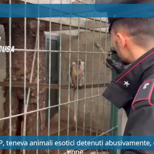 Portopalo di C.P, teneva animali esotici detenuti abusivamente, denunciato 35enne – Video