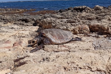 Tartaruga Caretta caretta di grandi dimensioni rinvenuta morta a Marina di Melilli