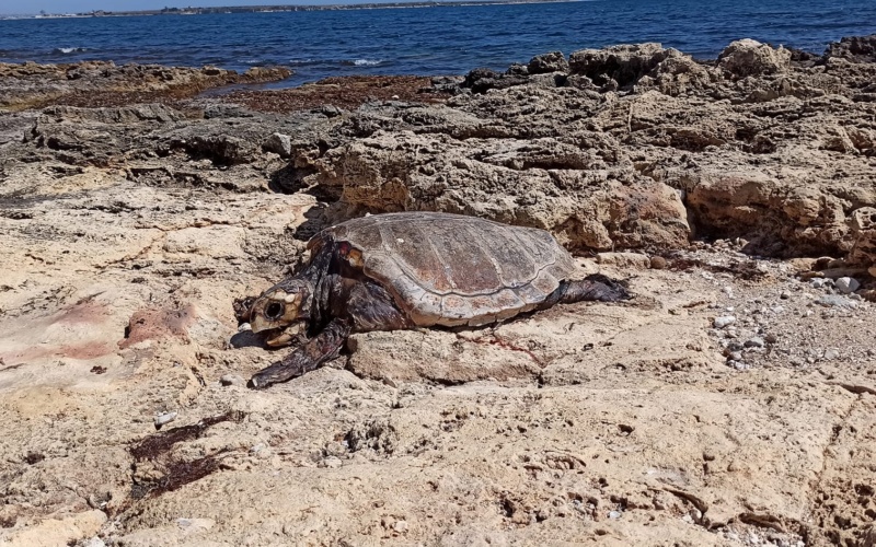 Tartaruga Caretta caretta di grandi dimensioni rinvenuta morta a Marina di Melilli