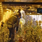 Francofonte, scoperto bunker sotterraneo per coltivazione marjuana: arrestato uomo