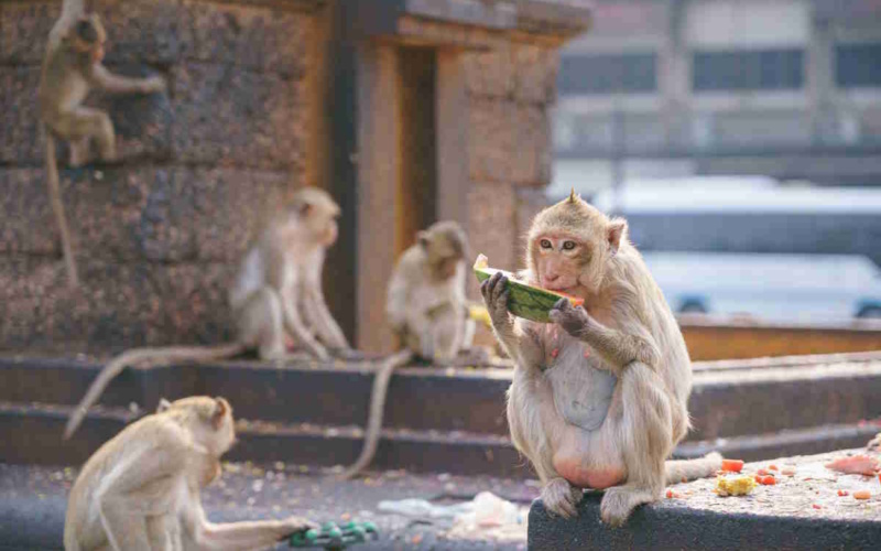 In Thailandia le scimmie verrano messe nelle gabbie: STOP al business turistico