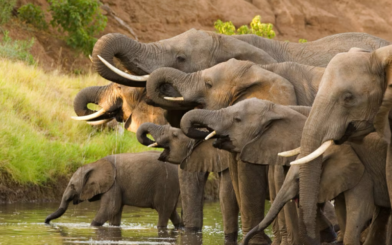 Il Botswana minaccia di inviare 20.000 elefanti in Germania