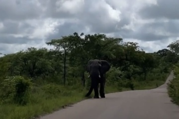 Elefante carica un veicolo durante un escursione: 1 morto e 4 feriti