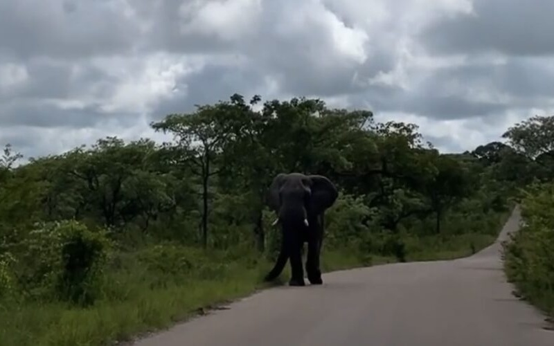 Elefante carica un veicolo durante un escursione: 1 morto e 4 feriti