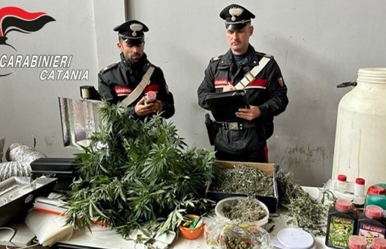 All’insaputa del proprietario, le occupano casa con serra di canapa un cane e sei tartarughe