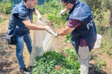 Priolo Gargallo, scoperta piantagione di marijuana: arrestato uomo, sequestrata droga -video