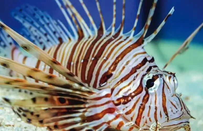 Pesci Alieni Nel Mediterraneo Se Ne Parla Ad Ustica Pesci Alieni Nel Mediterraneo Se Ne Parla Ad Ustica