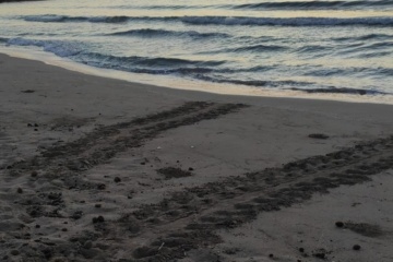 Primo nido di tartaruga a marina di Priolo 2025