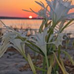 Marina di Priolo - Pancratium maritimum - Giglio di mare - specie Protetta