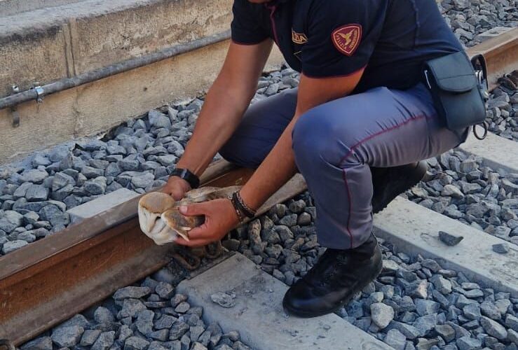 Stazione di Siracusa: Polizia salva barbagianni