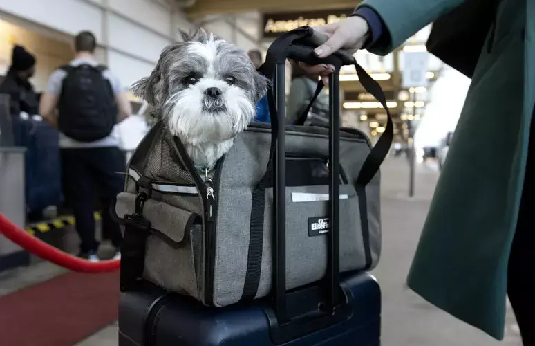 Dai cani in cabina ai bagagli, le novità sugli aerei